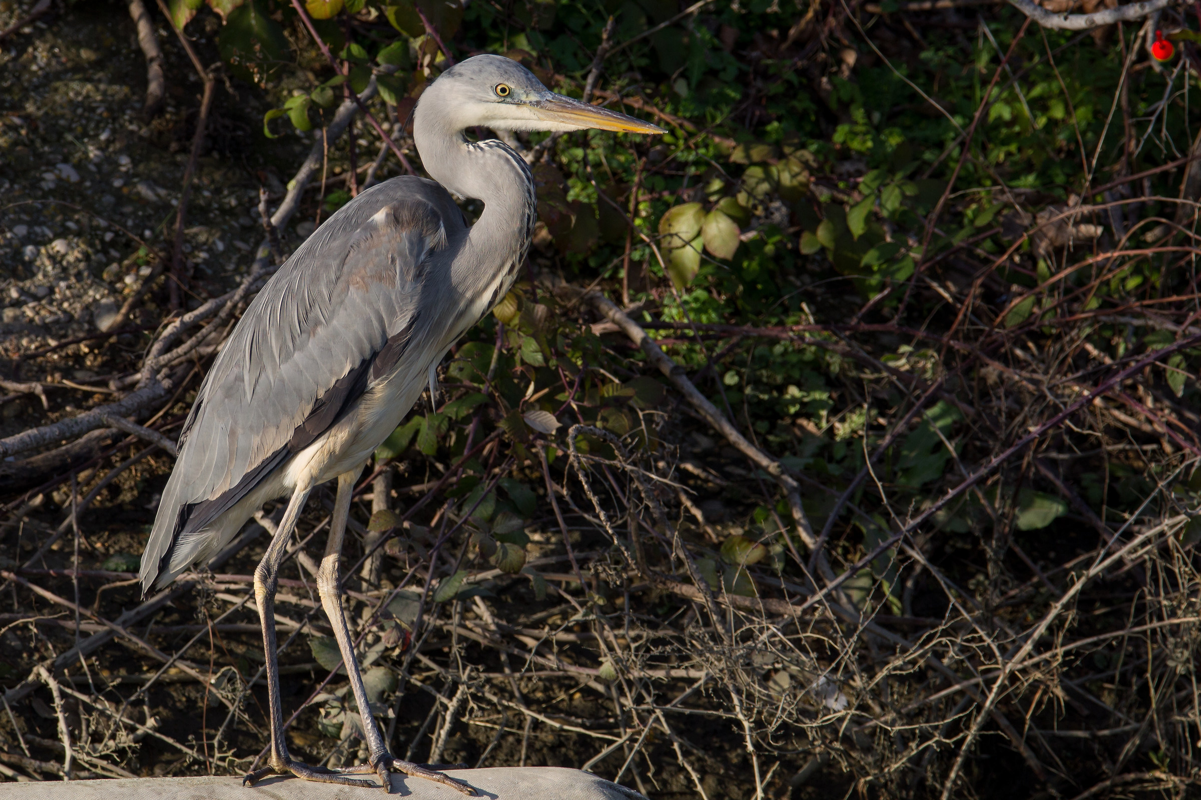 gray heron