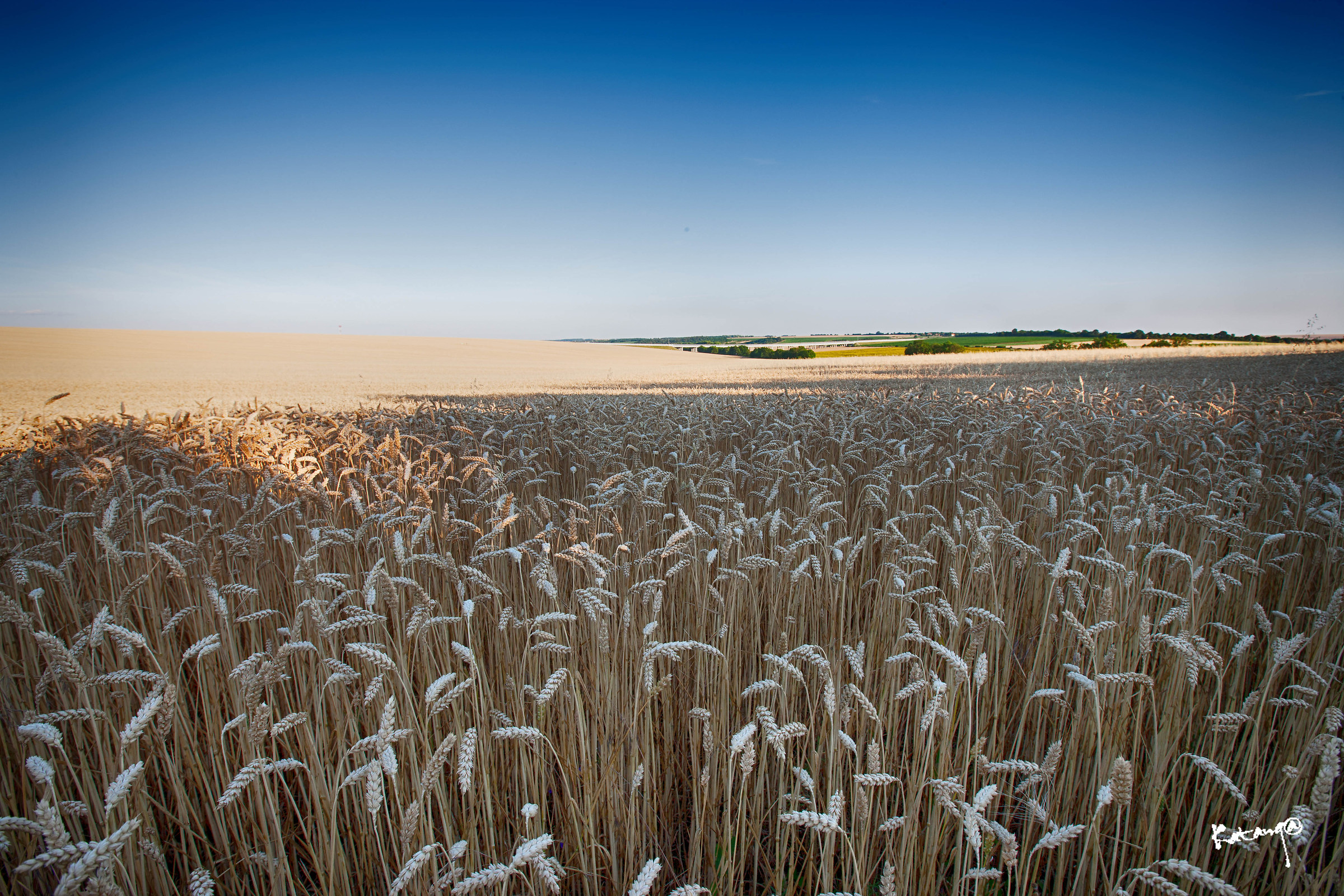 Barley in the sun