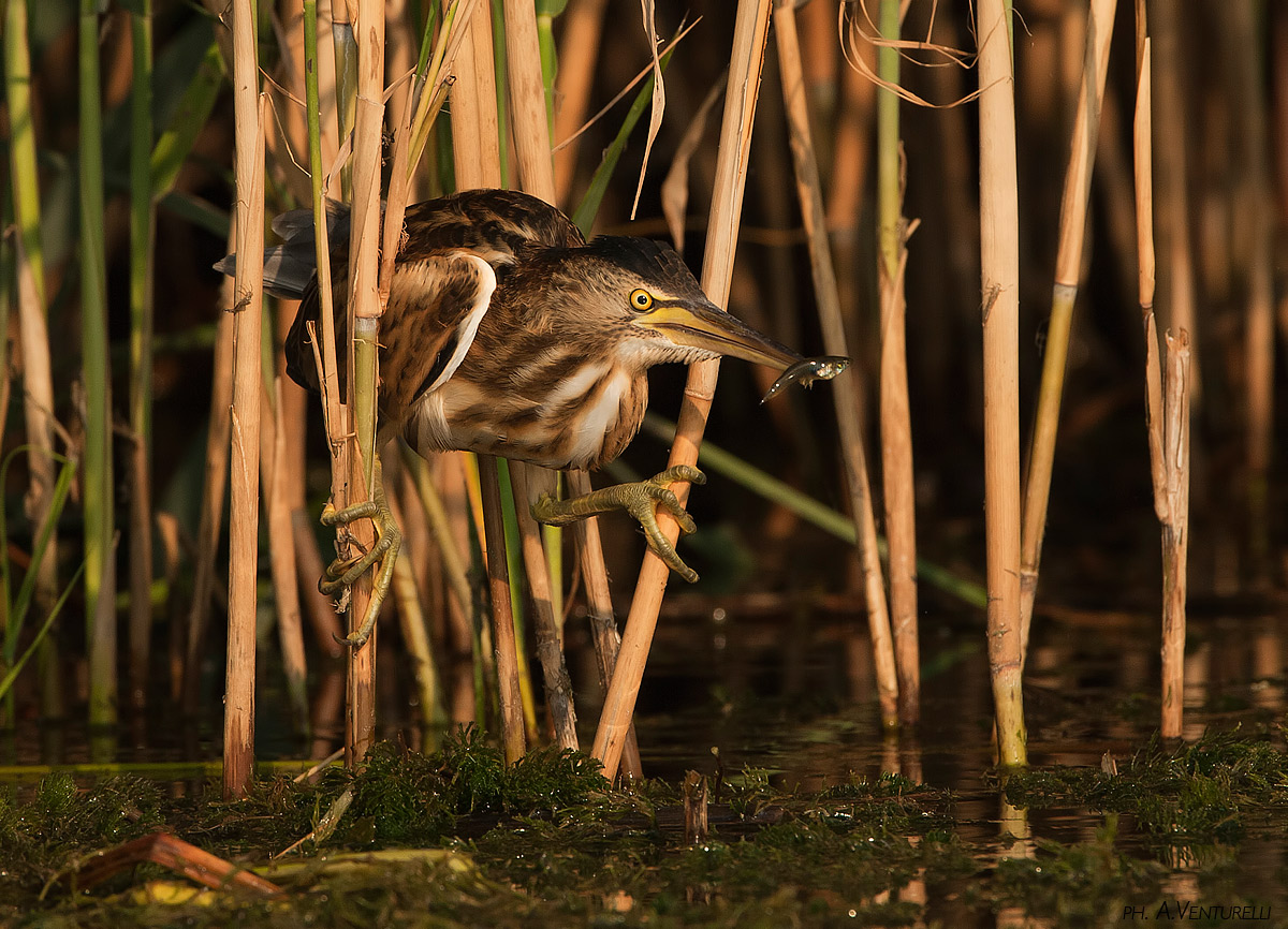 tarabusina a pesca.....