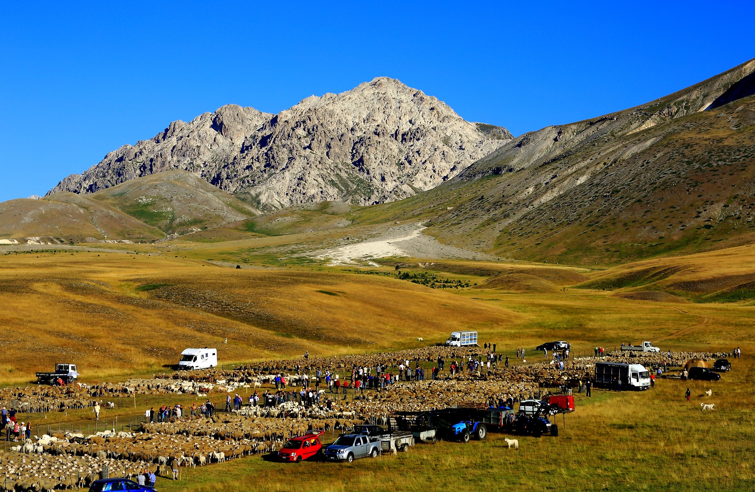 Review sheep in Campo Imperatore.