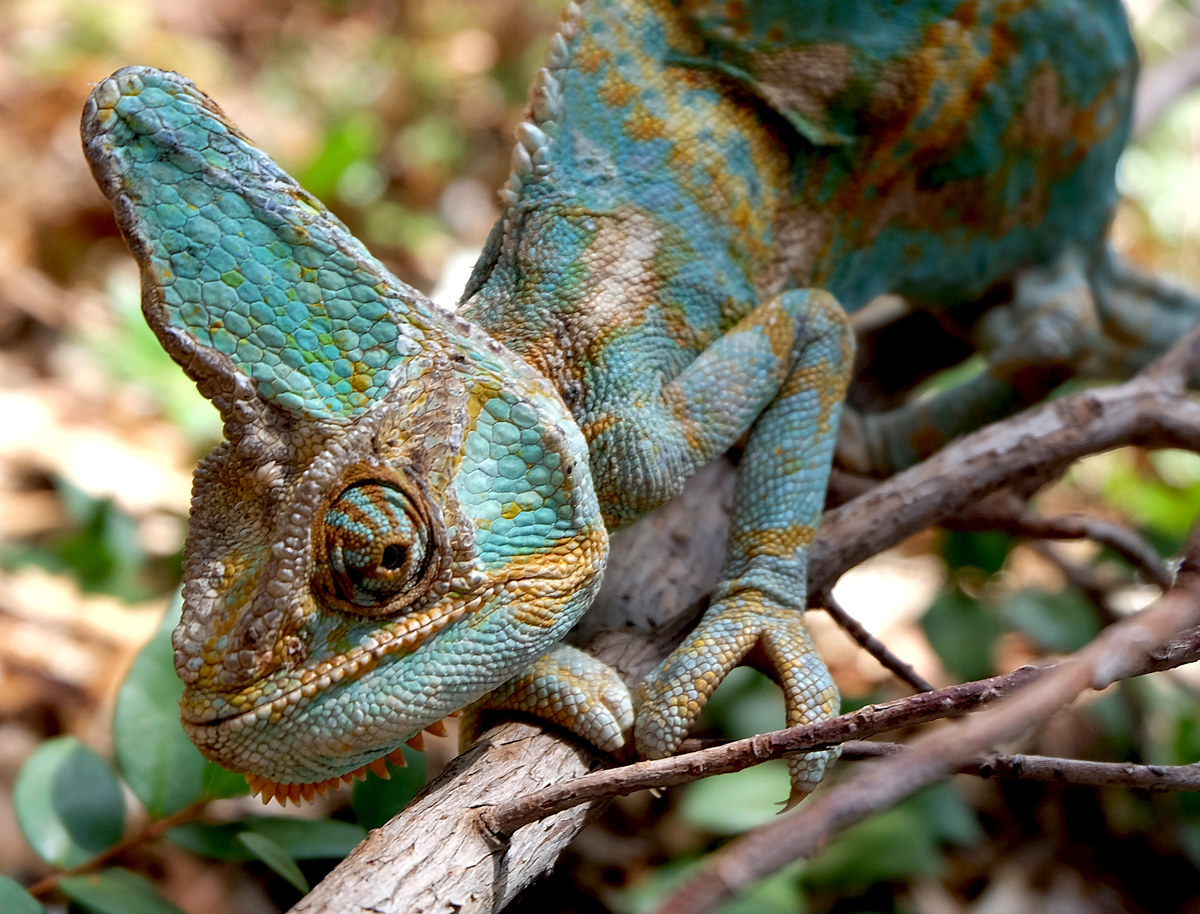 Camaleonta domestico 2