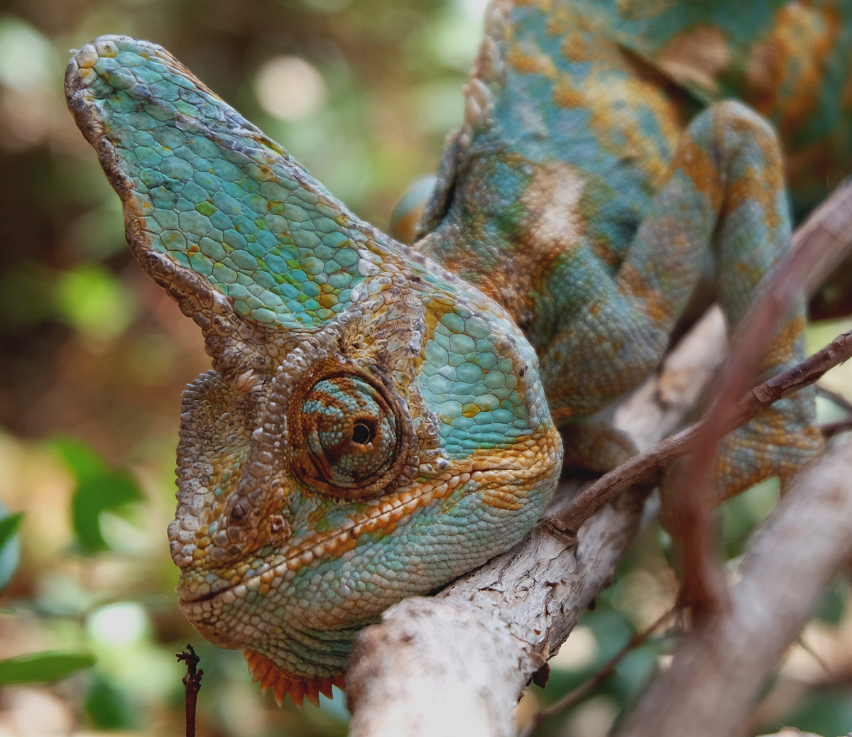 Camaleonte domestico 3