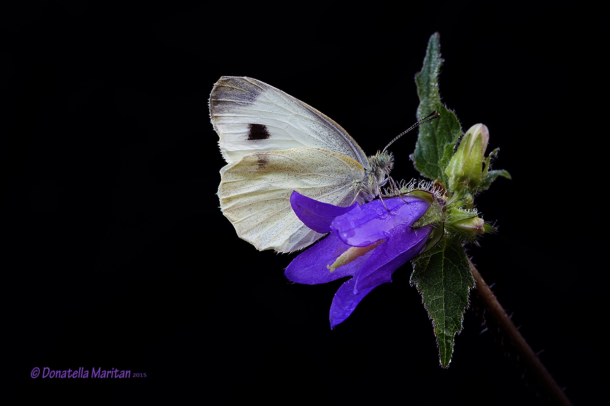 Il lato oscuro della...... Natura