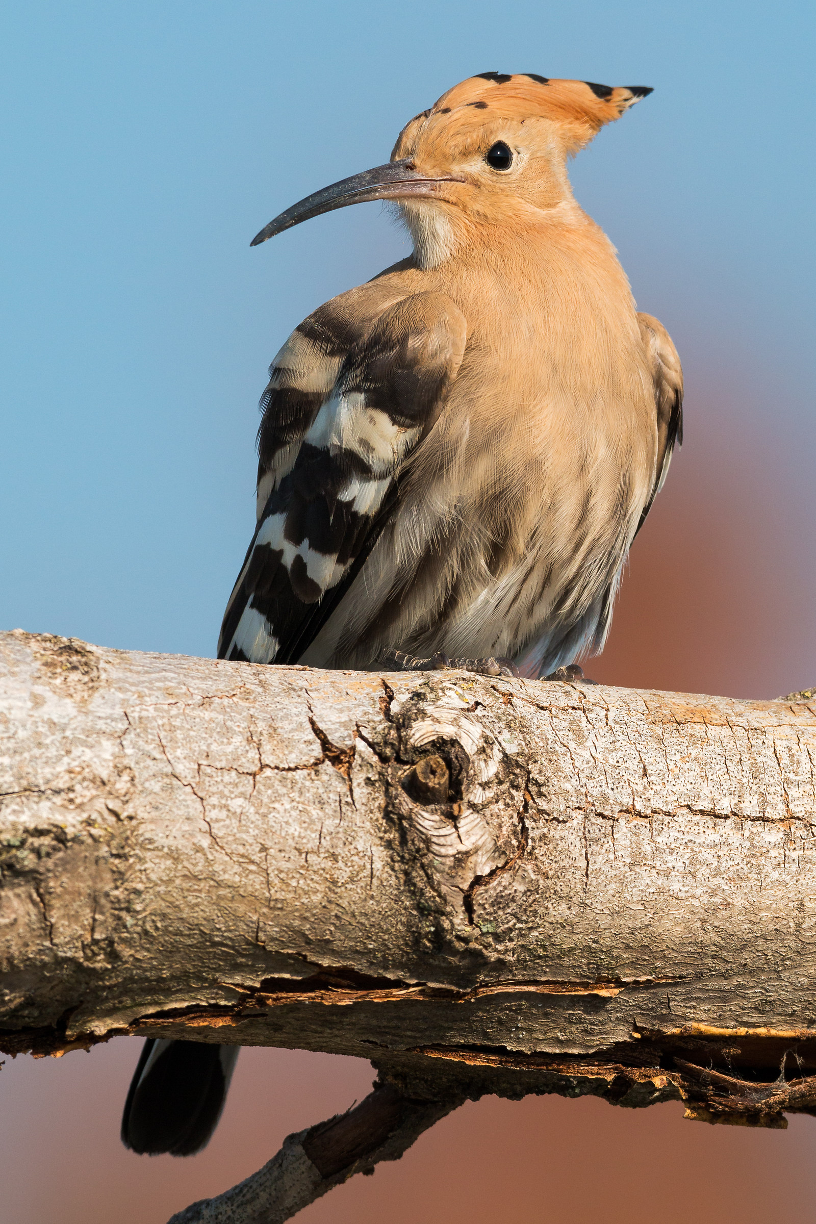 hoopoe