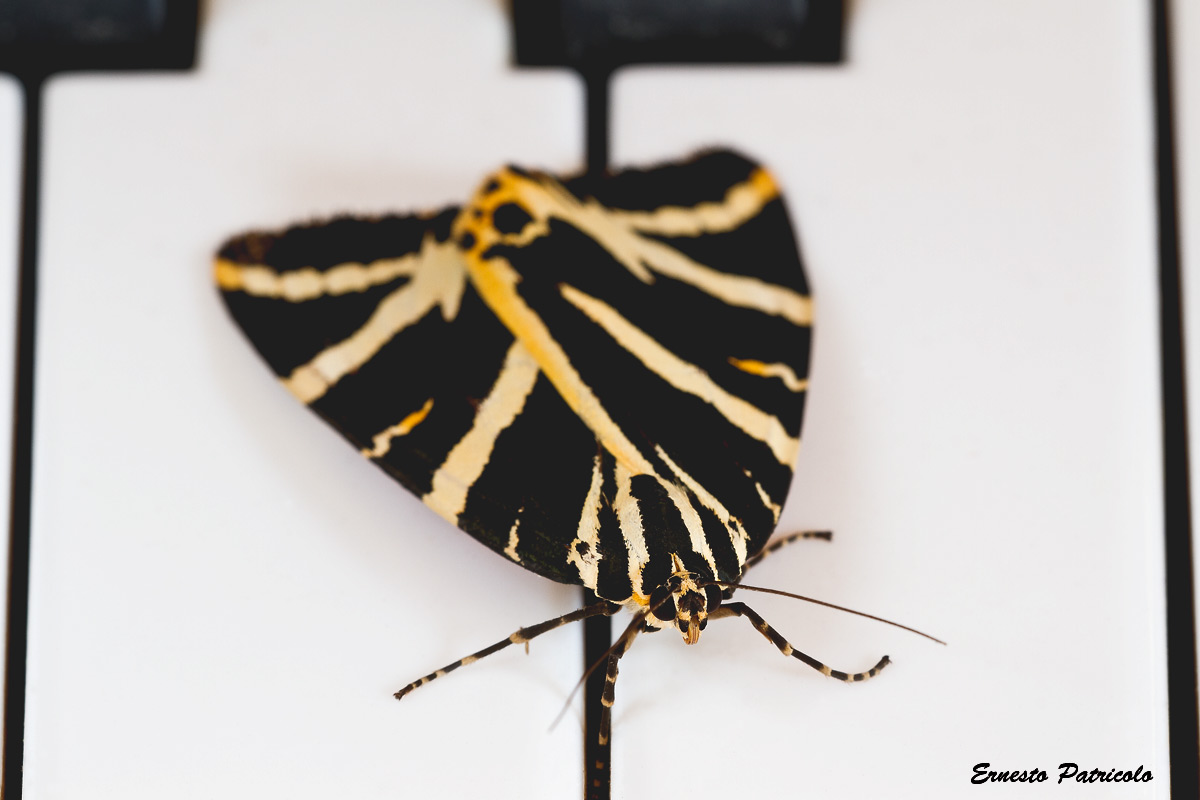 Euplagia quadripunctaria,eleganza al pianoforte