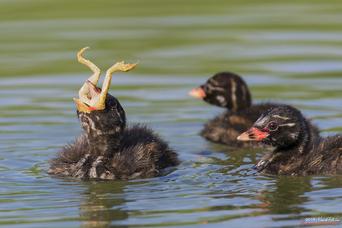 Little Grebe (Tachybaptus ruficollis)
