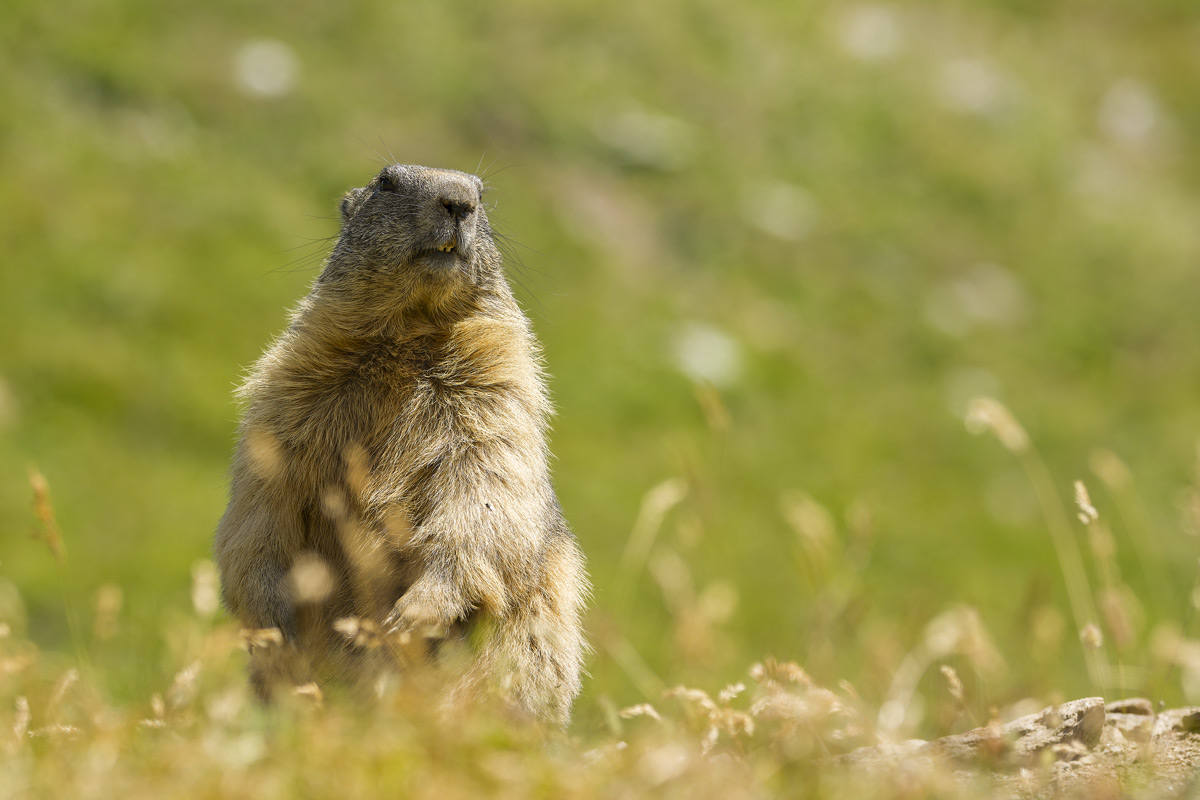 Marmot