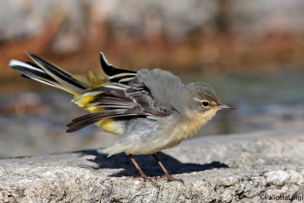 Wagtail (Motacilla cinerea)