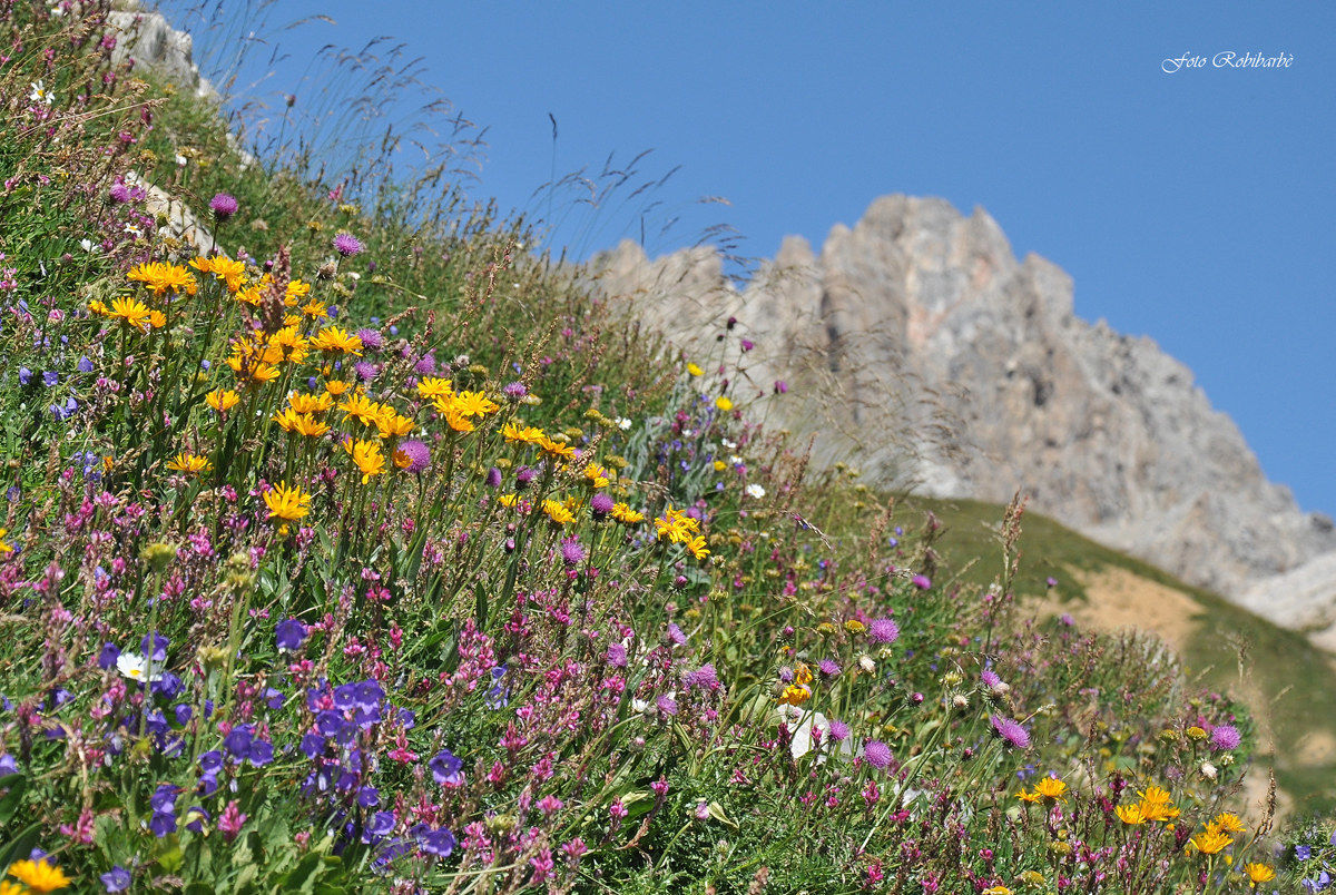 Esplosione estiva....