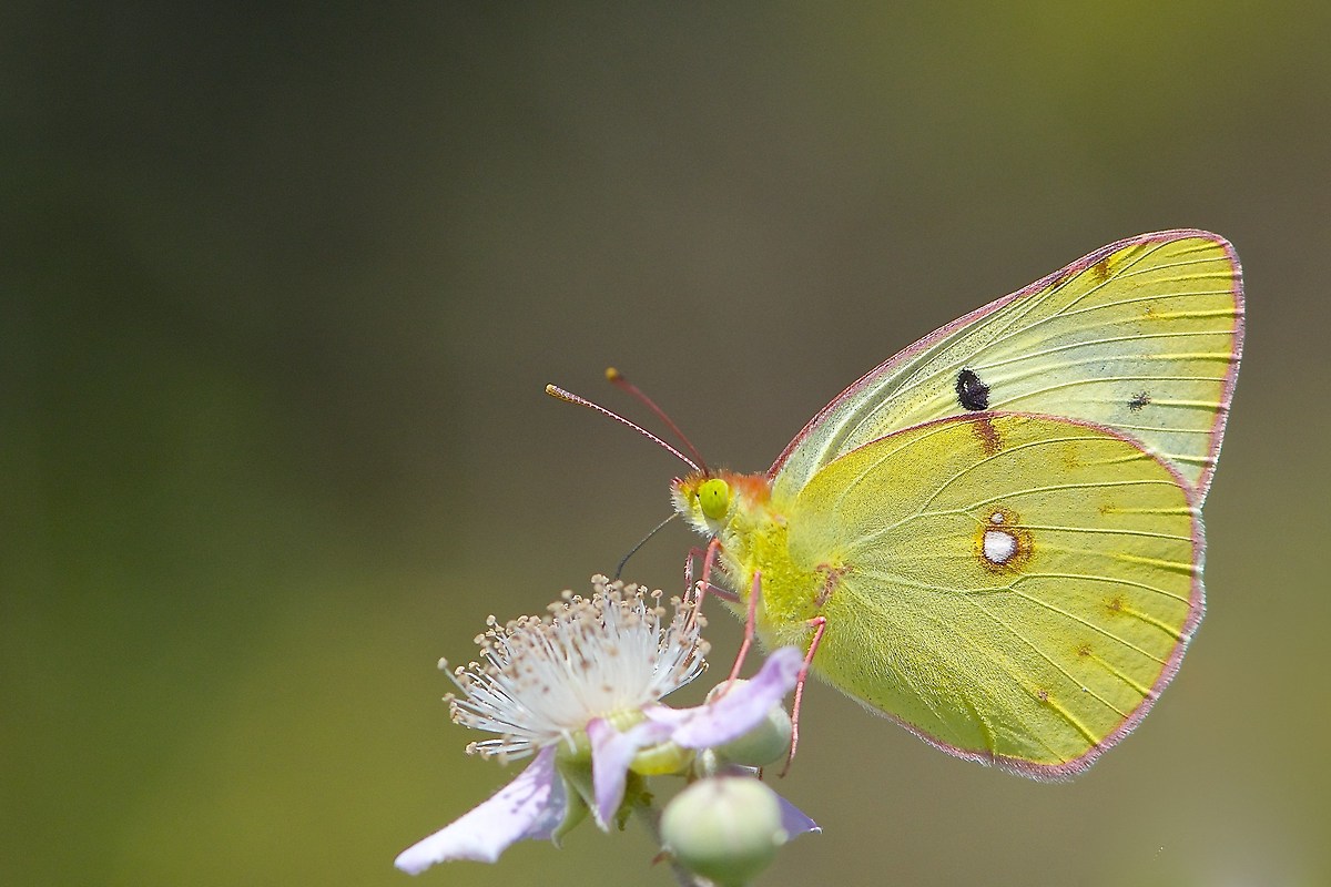 Colias crocea