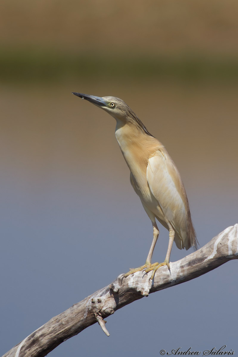 Sgarza Ciuffetto (Ardeola Ralloides)
