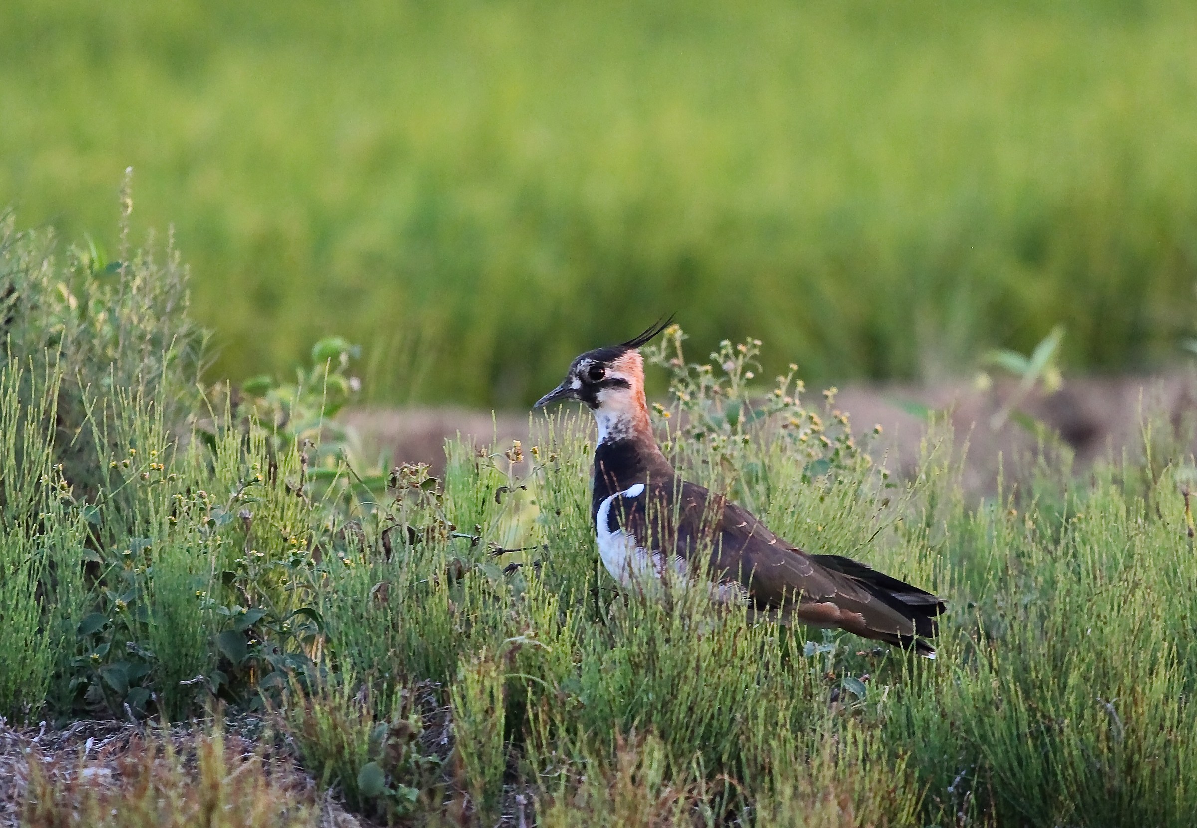 Lapwing