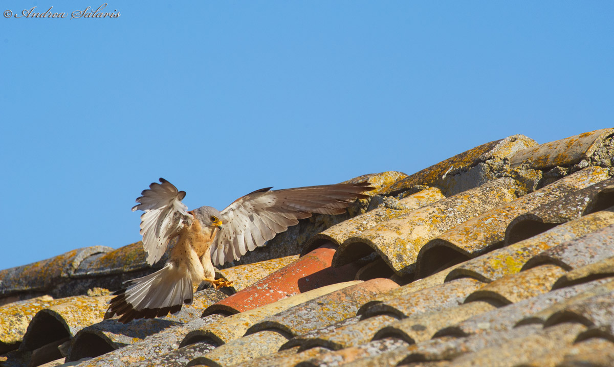 Grillaio (Falco Naumanni)