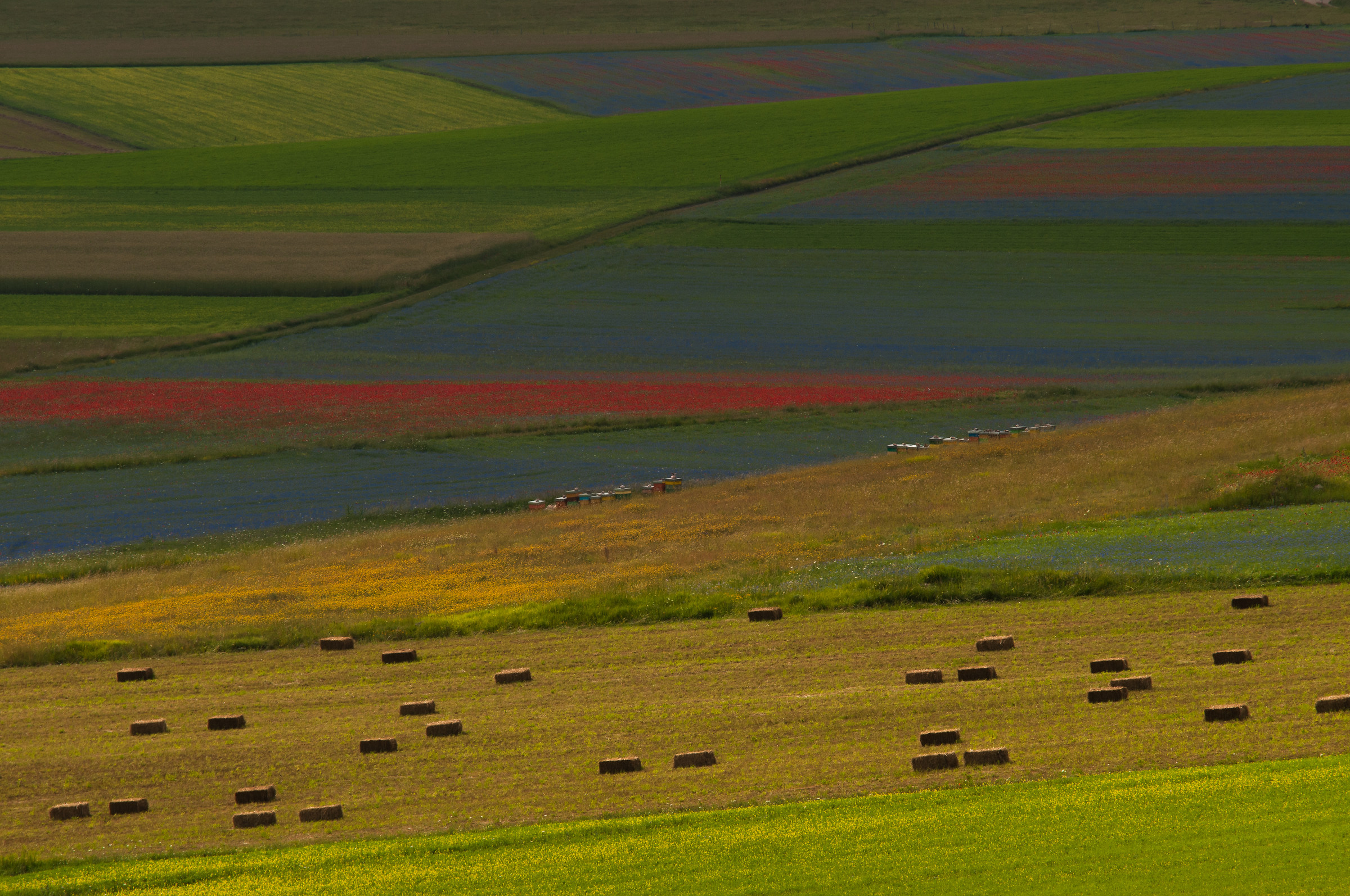castelluccio 2014