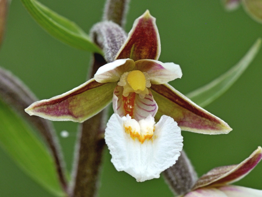 Epipactis palustris