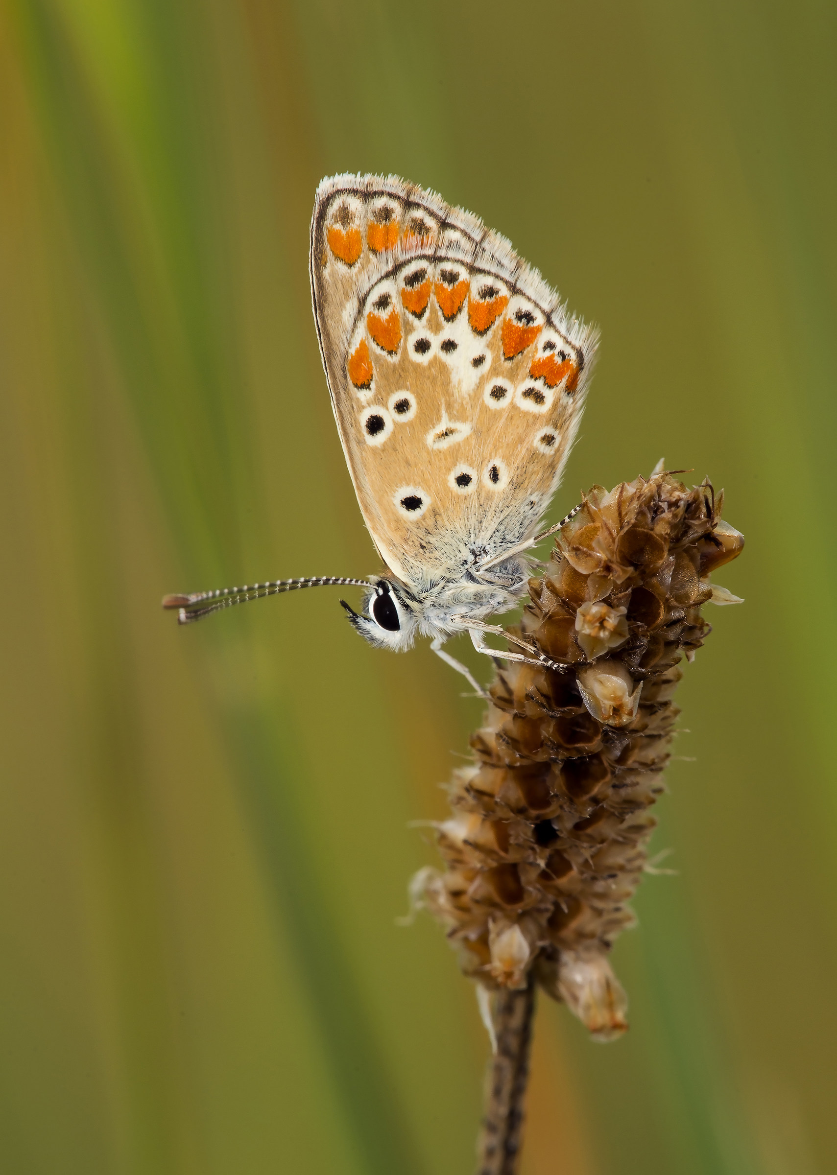 Polyommatus icarus
