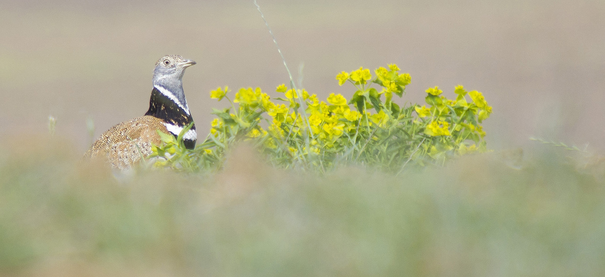 Little Bustard