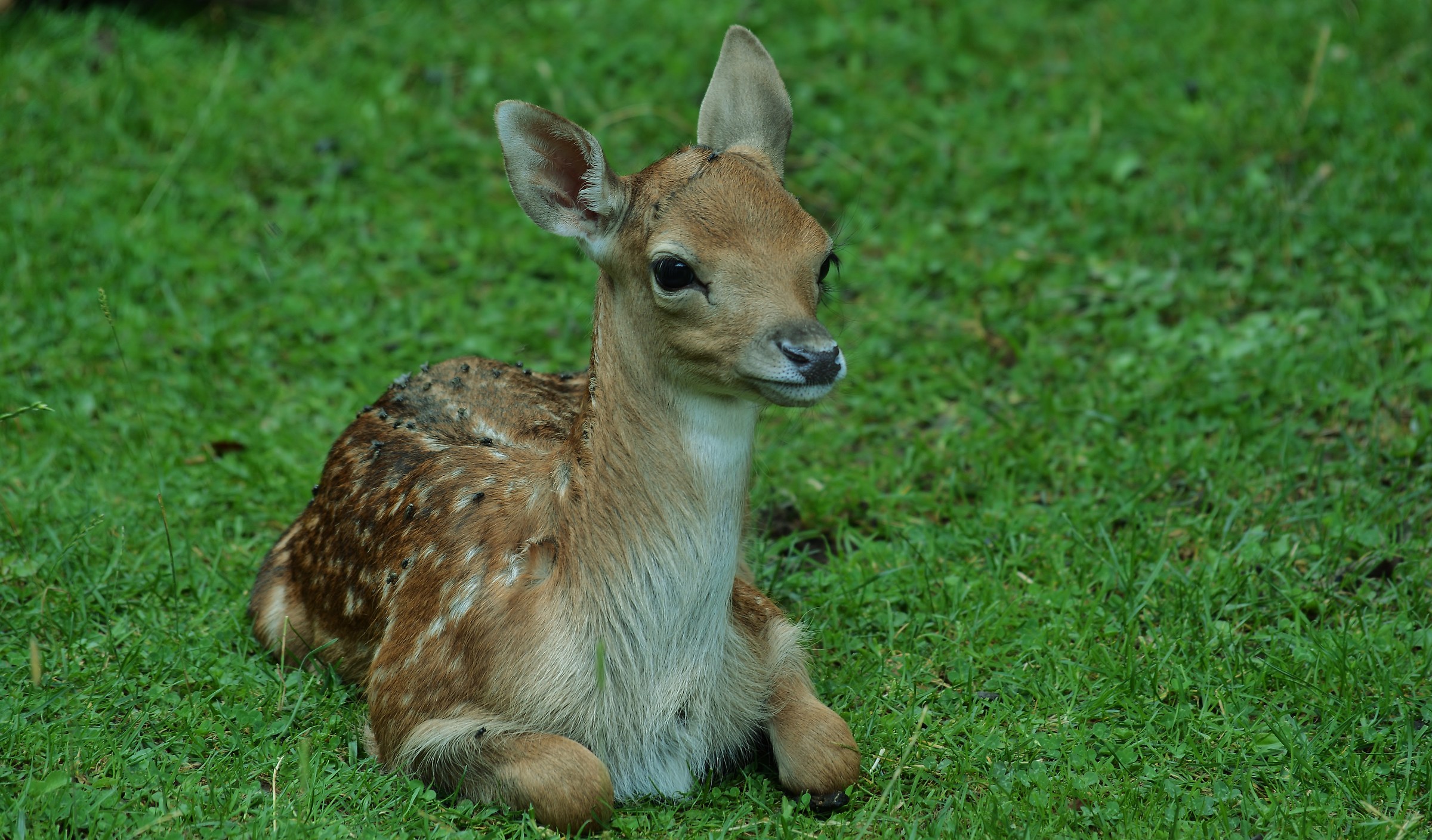 Salvate il cucciolo Ryan