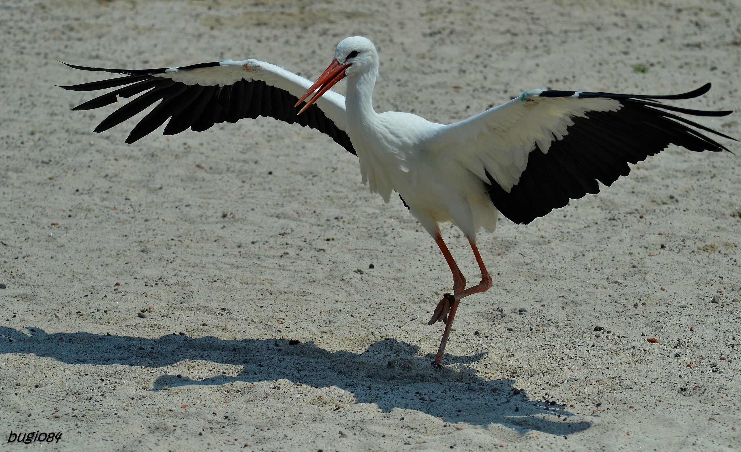 Stork