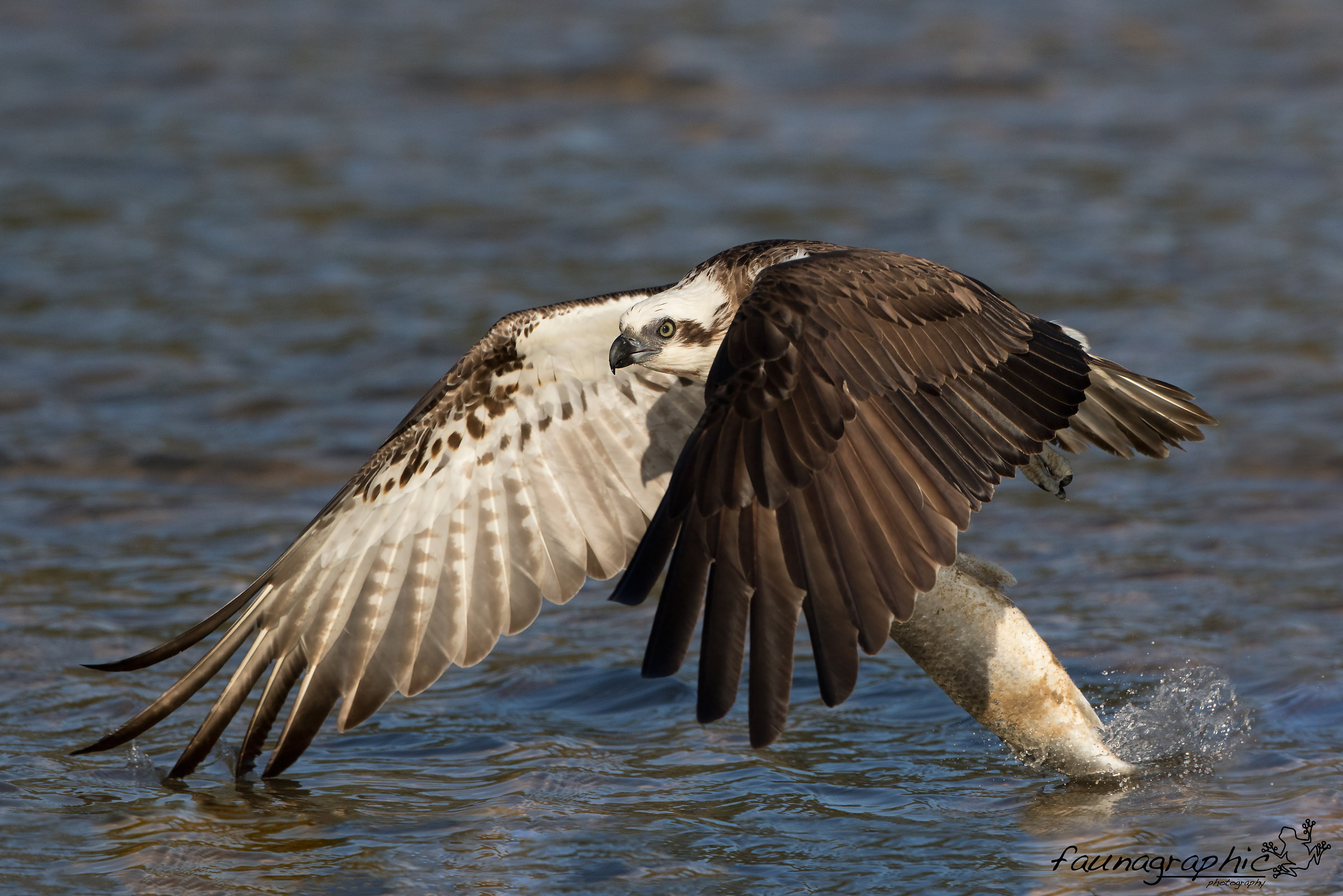Male Eastern Osprey Fishing
