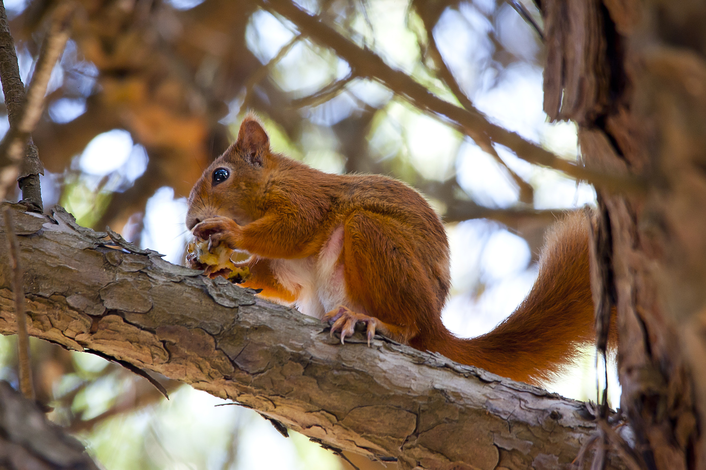 Scoiattolo Eraclea pineta