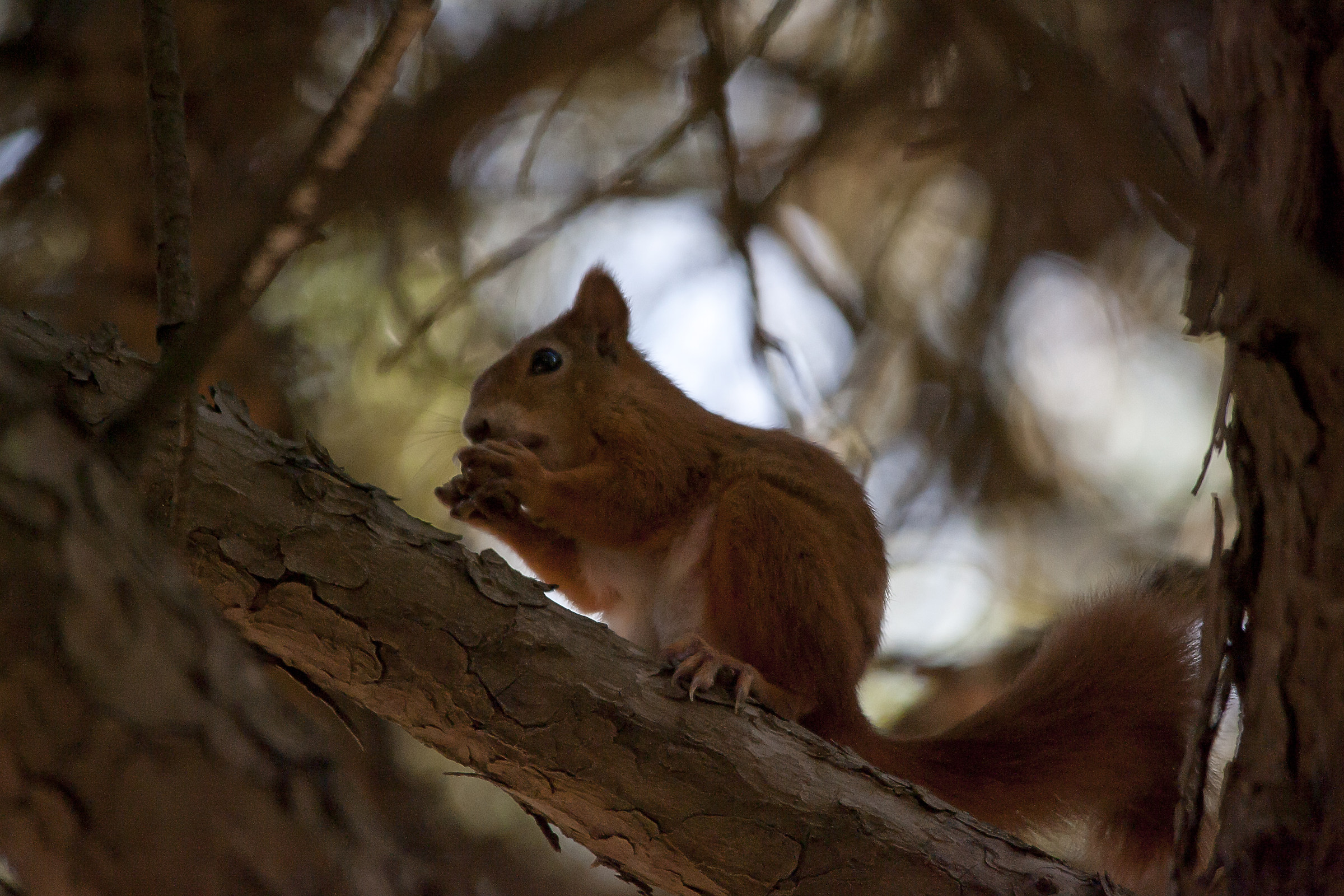 Scoiattolo fatta da mio nipote di 7 anni!!!!!!!