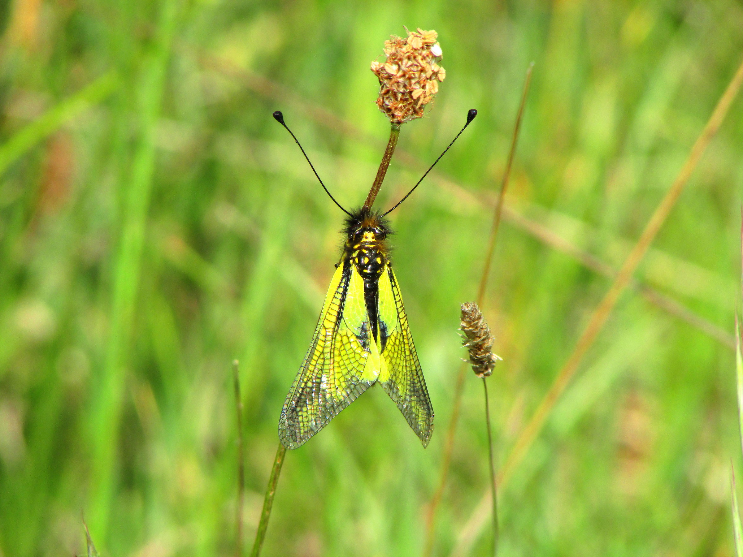 Libelloides coccajus