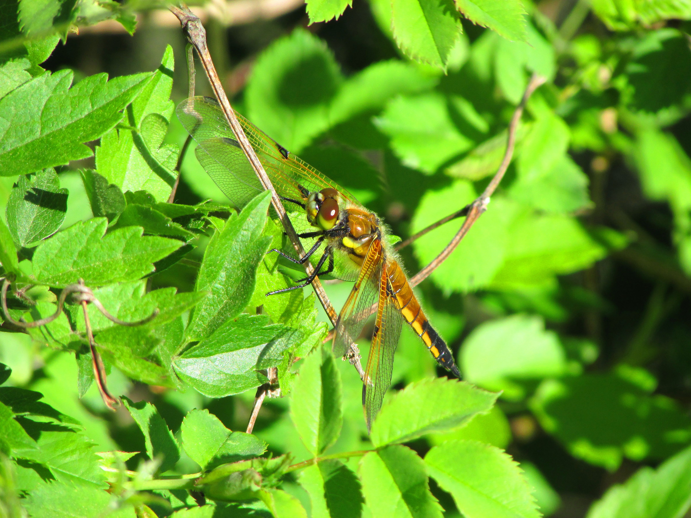 libellula dorata