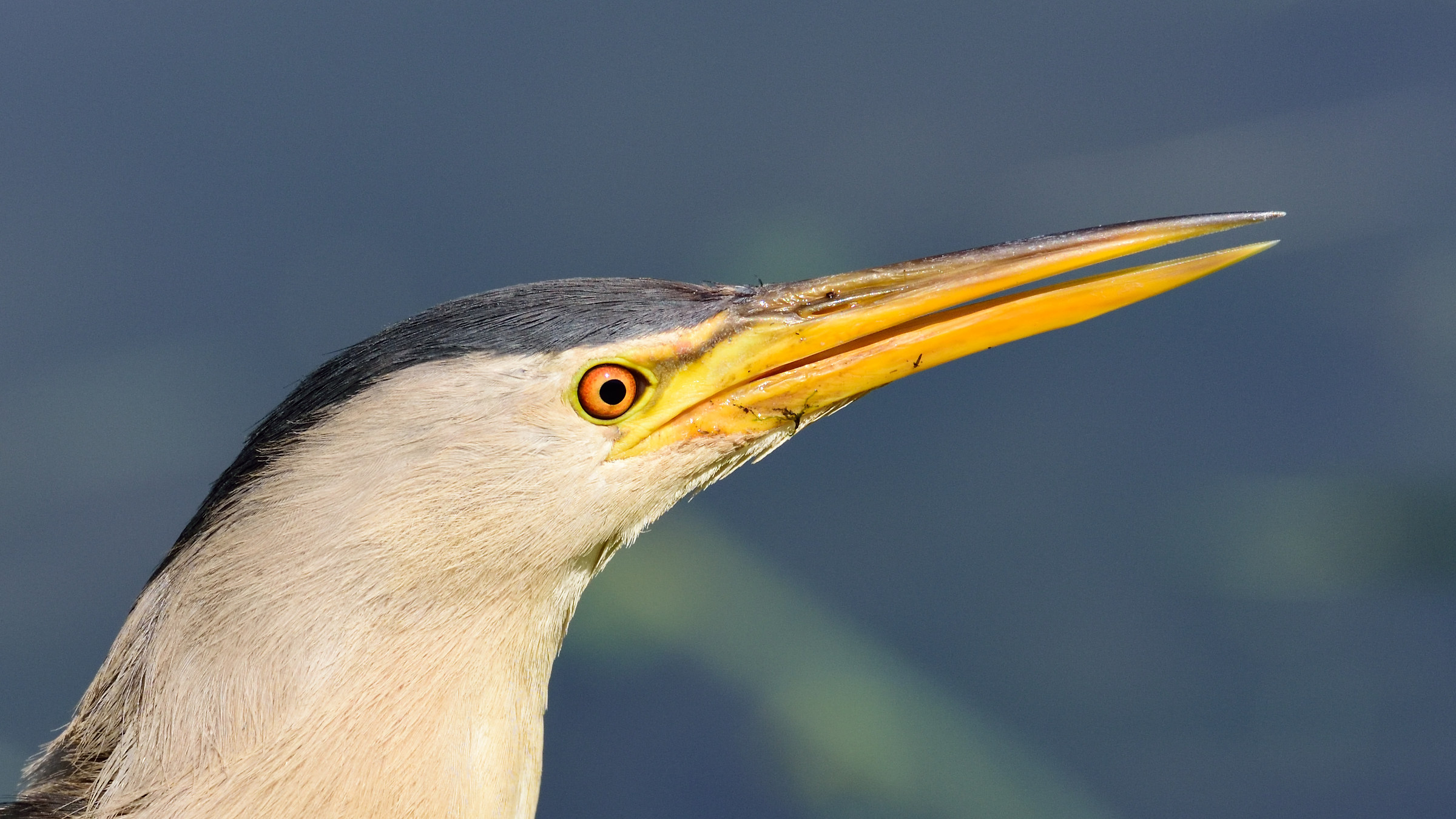 bittern