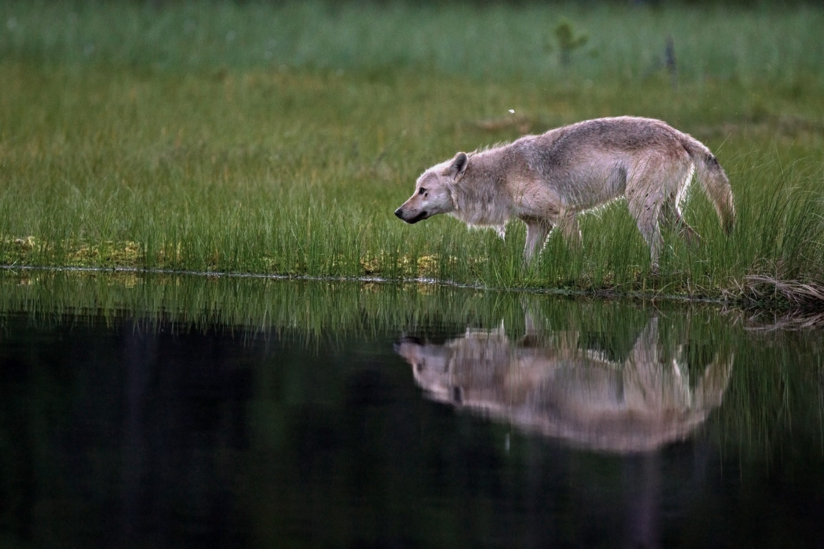 Riflessioni sul lupo...