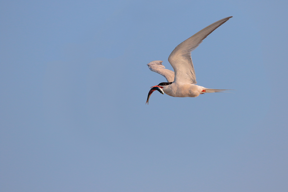 Tern