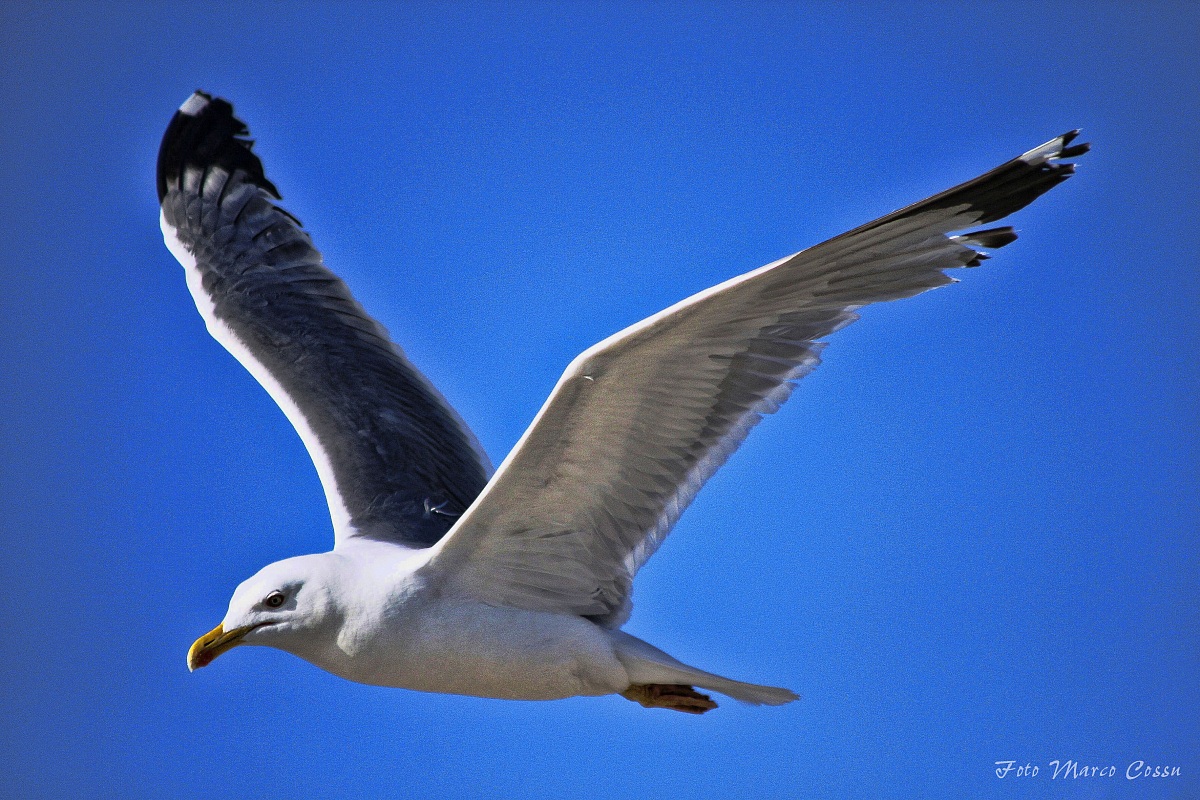seagull