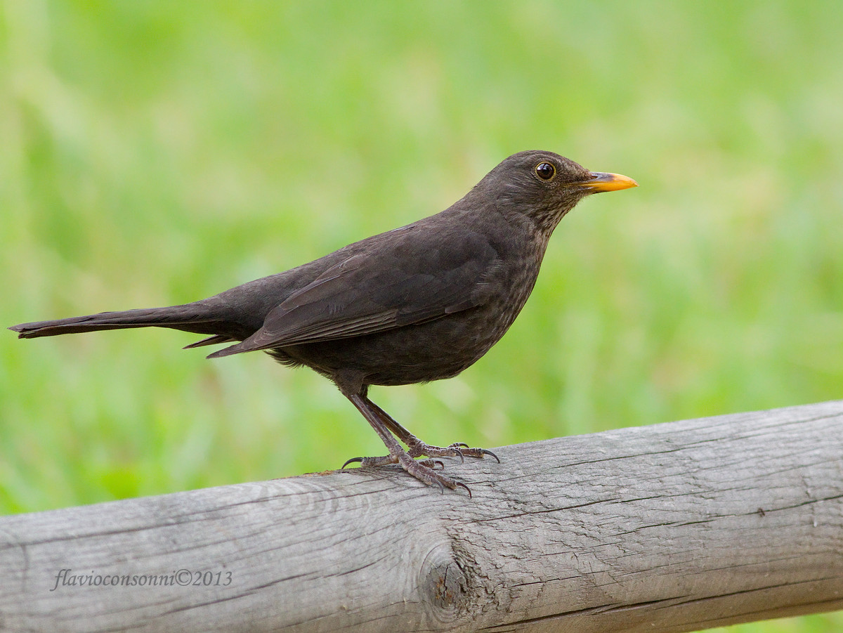 Blackbird