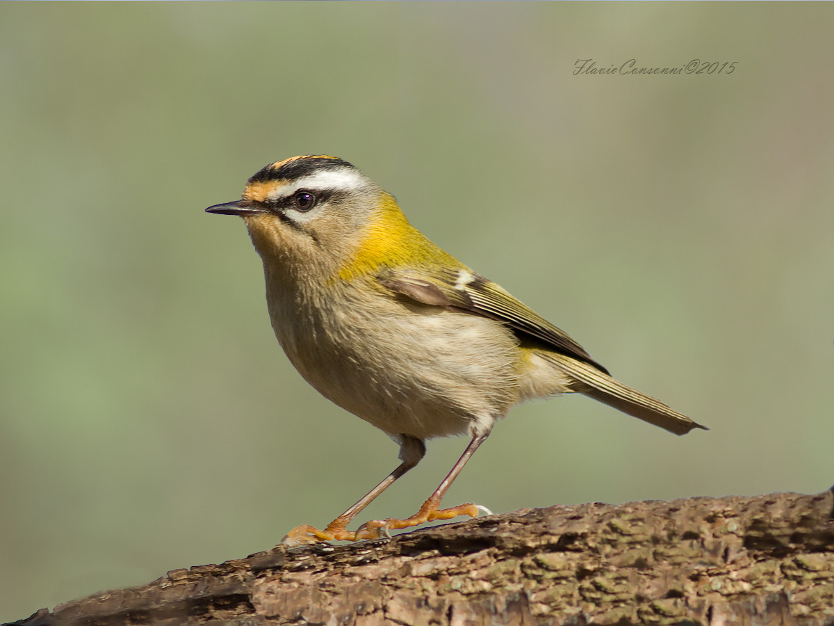 Firecrest