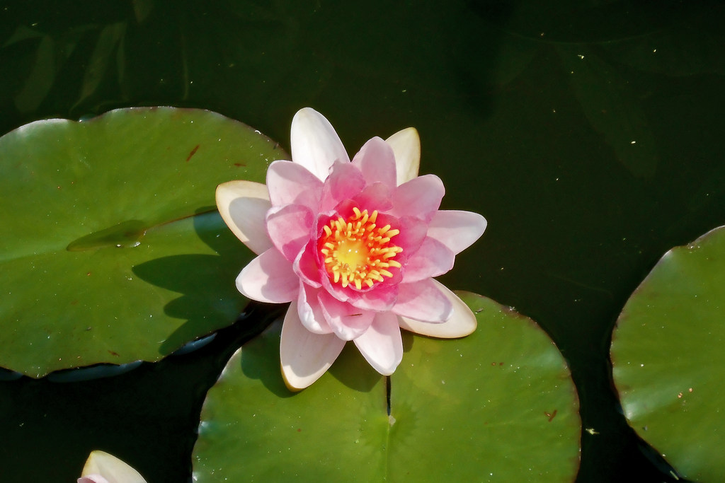 Waterlily