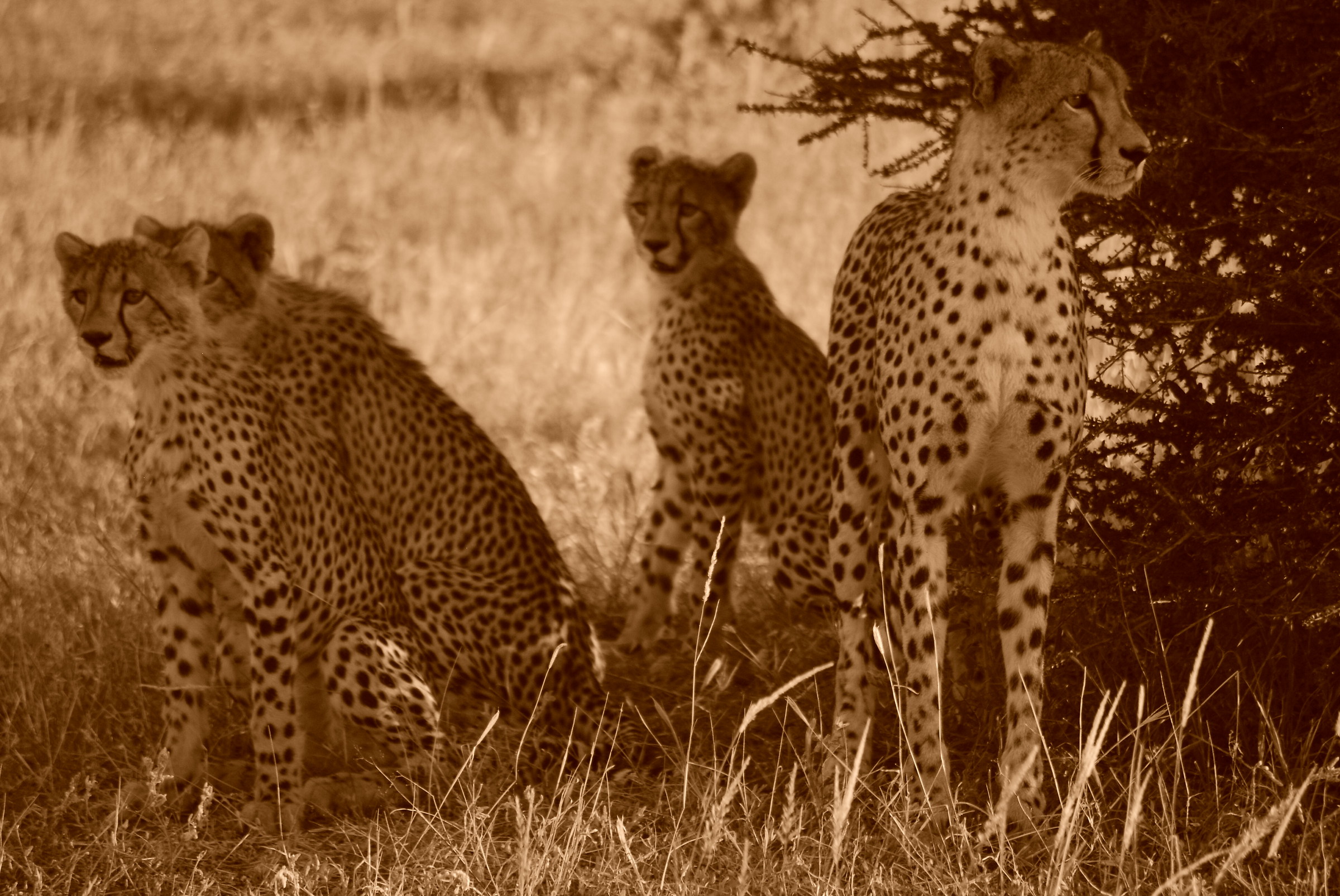 the rest waiting for the hunt