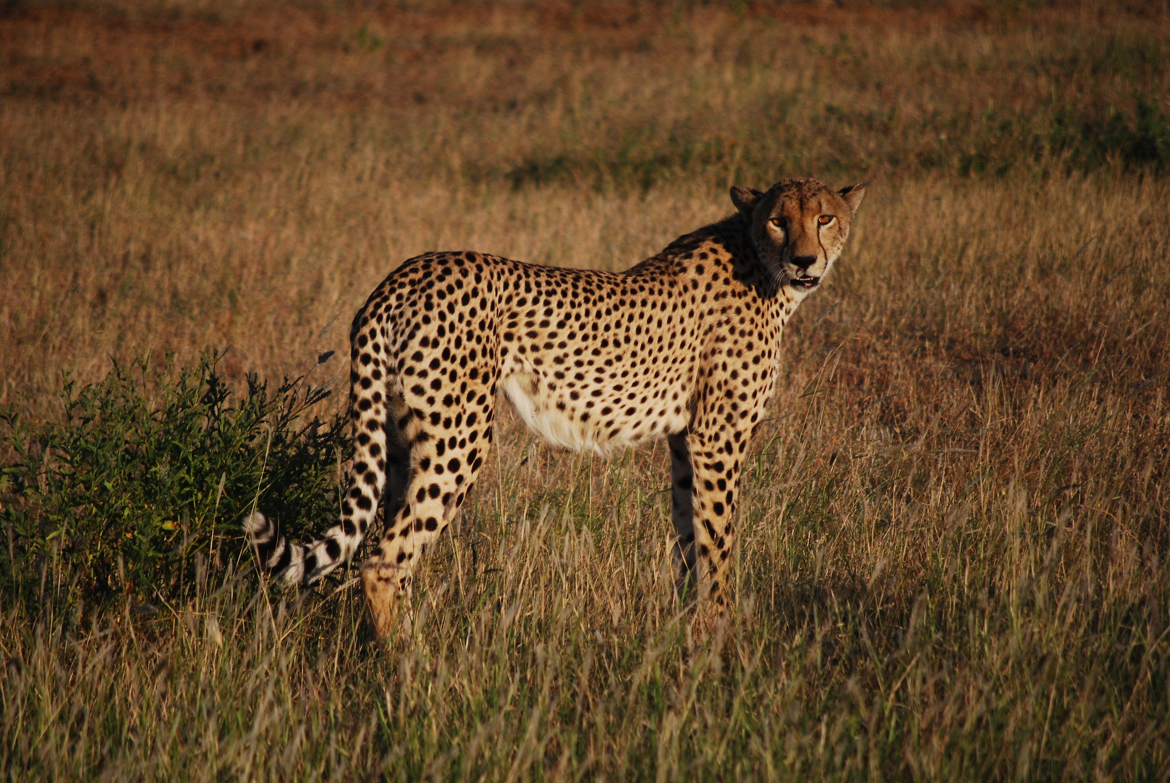 macchine meravigliose