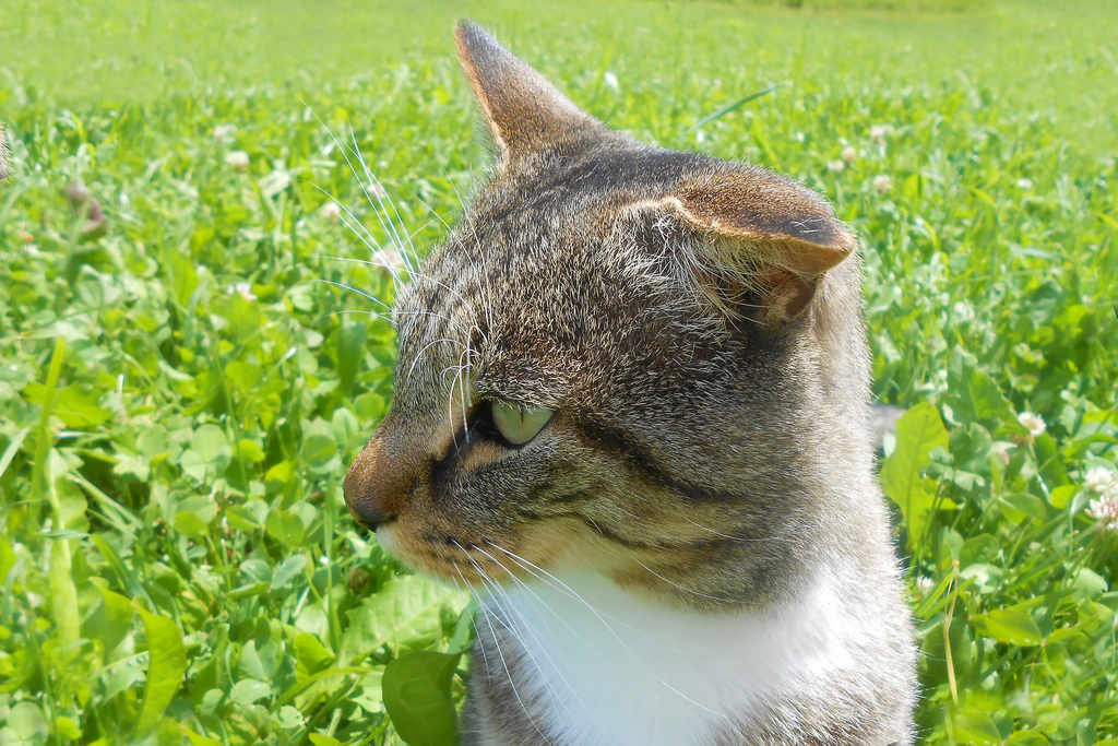 Gatto nel prato