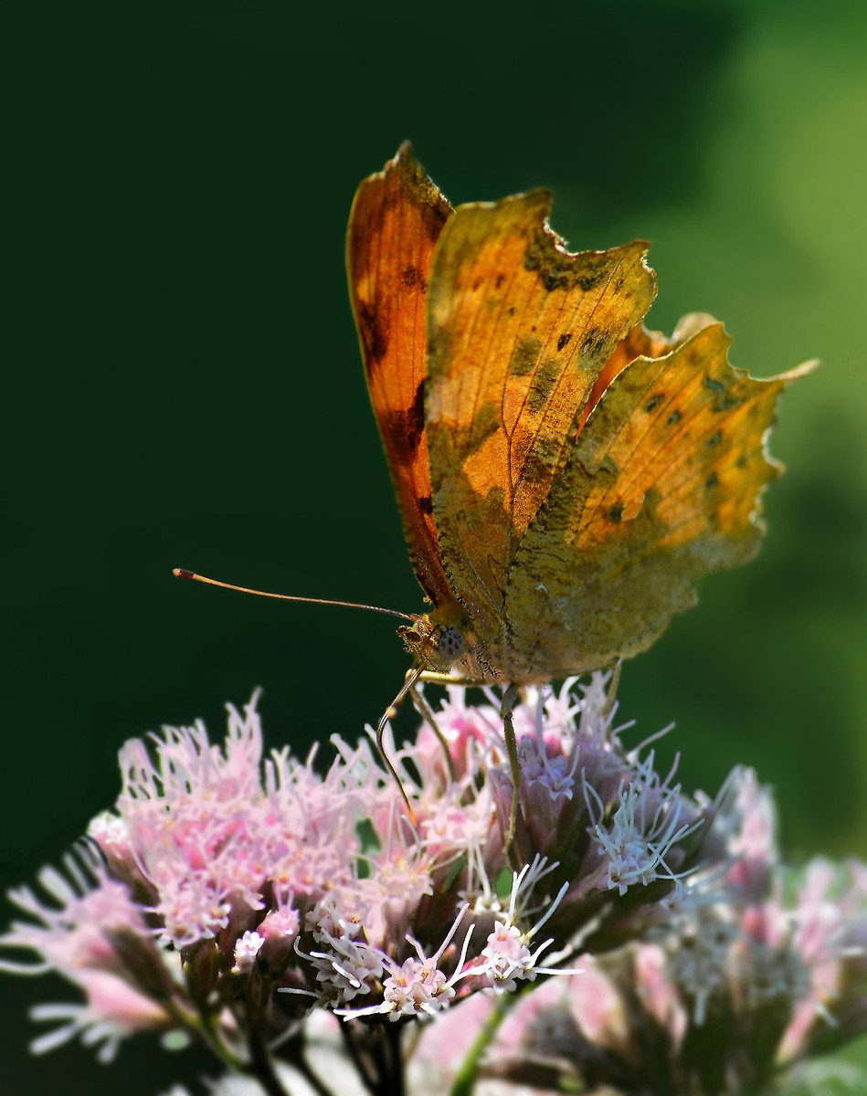 "la fiamma" Polygonia egea