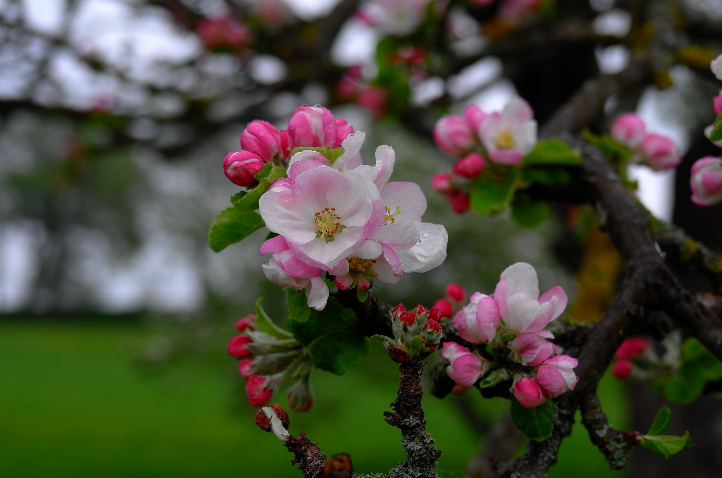 peach Blossom
