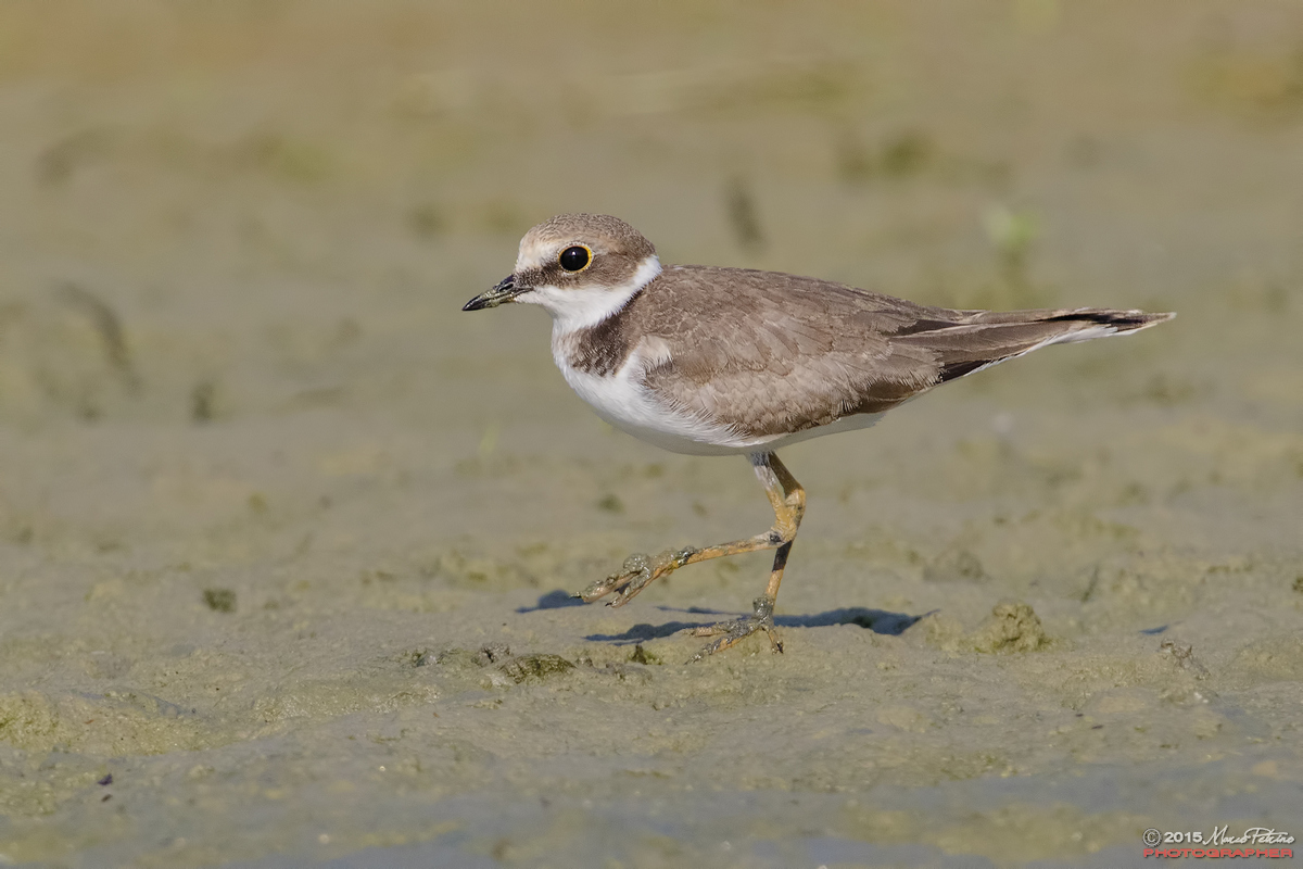 Little Ringed Plover (Charadrius dubius)
