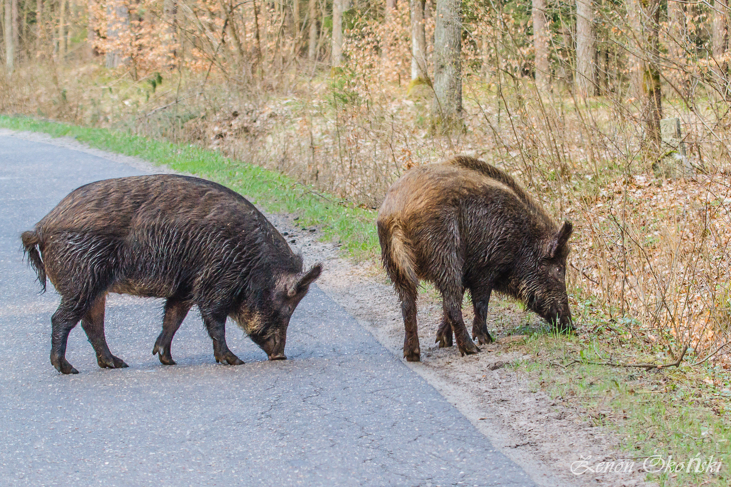 Vicino a Ilawa Polonia