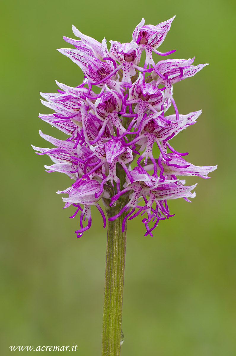 Orchis simia