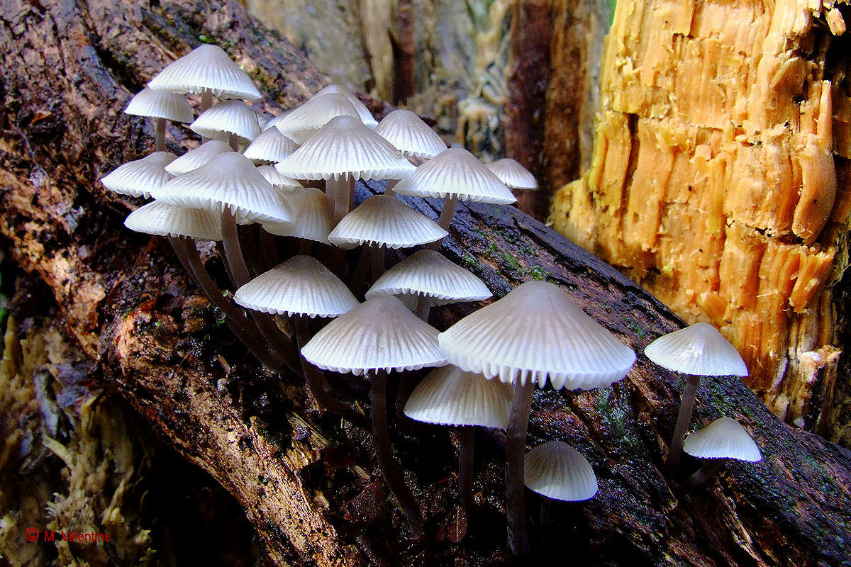 Angel's Bonnet - Mycena arcangeliana