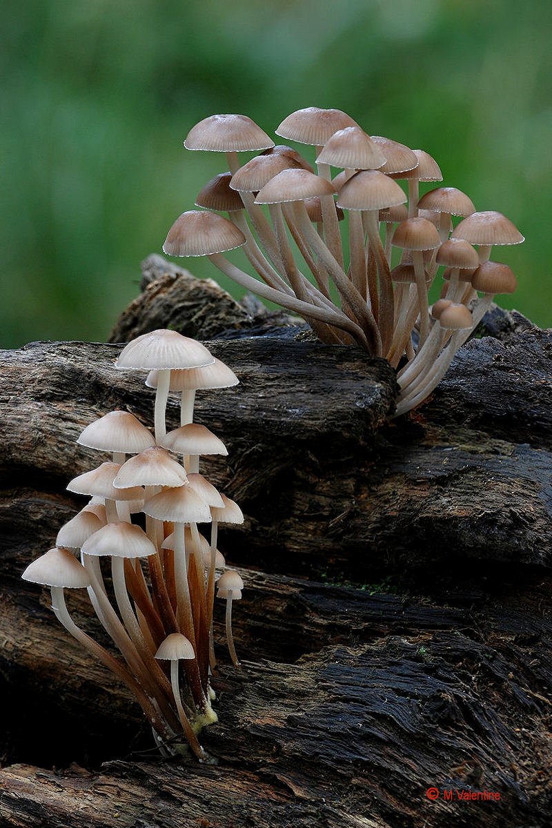 Clustered Bonnet - Mycena inclinata