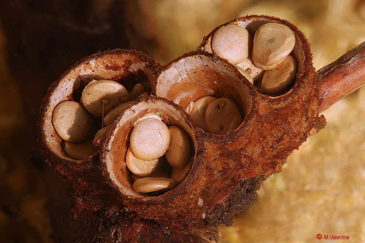 Common Bird's Nest - Crucibulum laeve