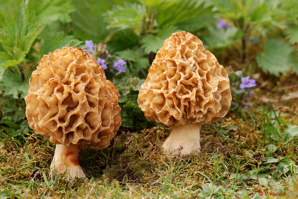 Common Morel - Morchella esculenta