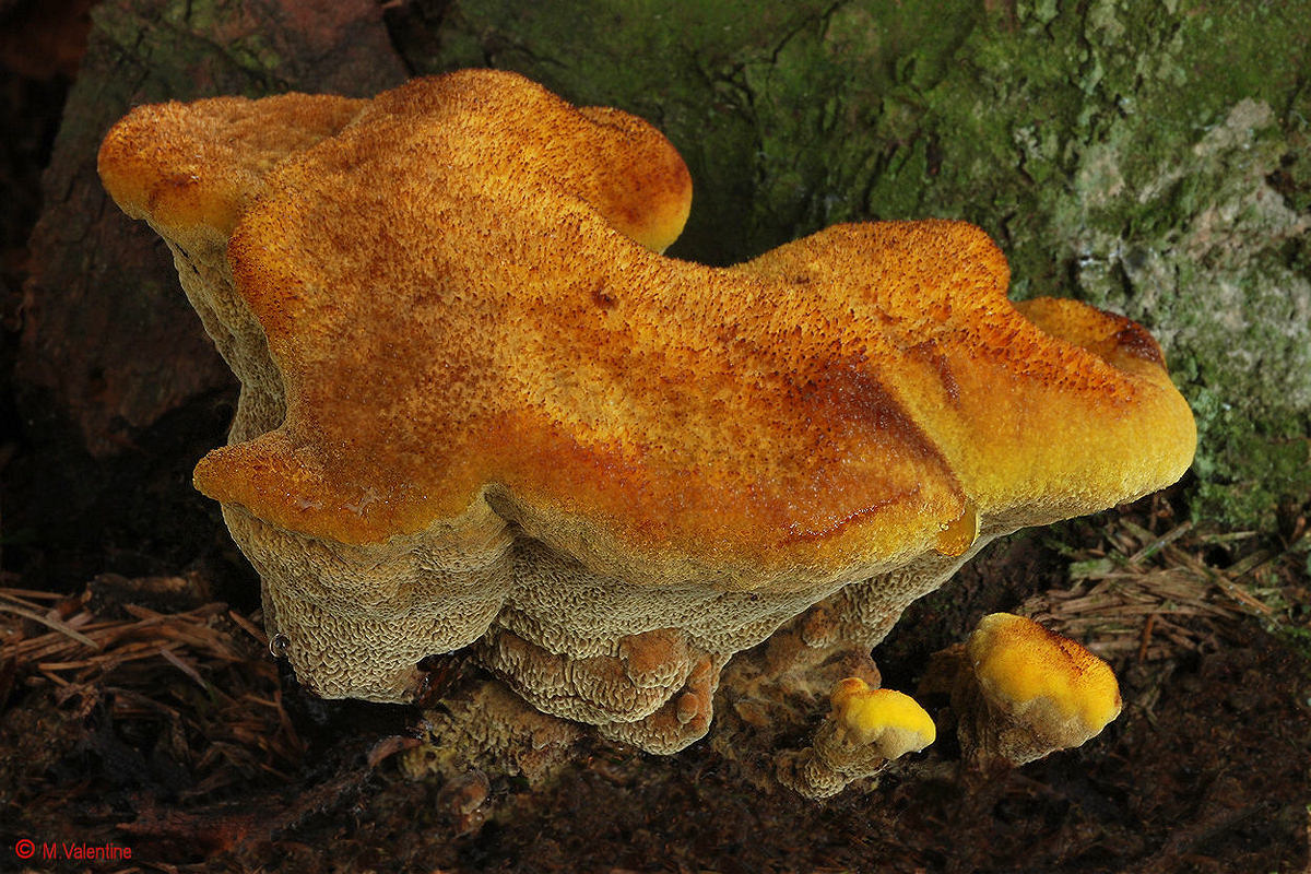 Dyer's Mazegill - Phaeolus schweinitzii