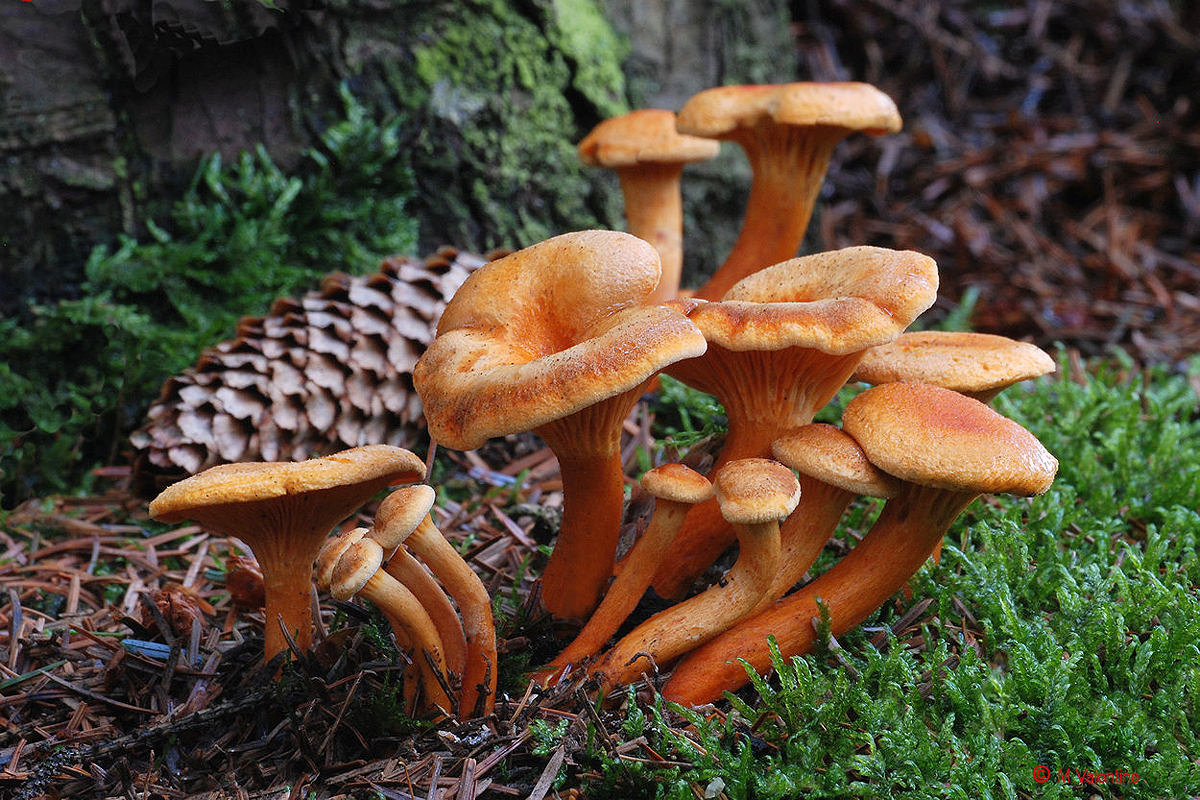 False Chanterelle - Hygrophoropsis aurantiaca