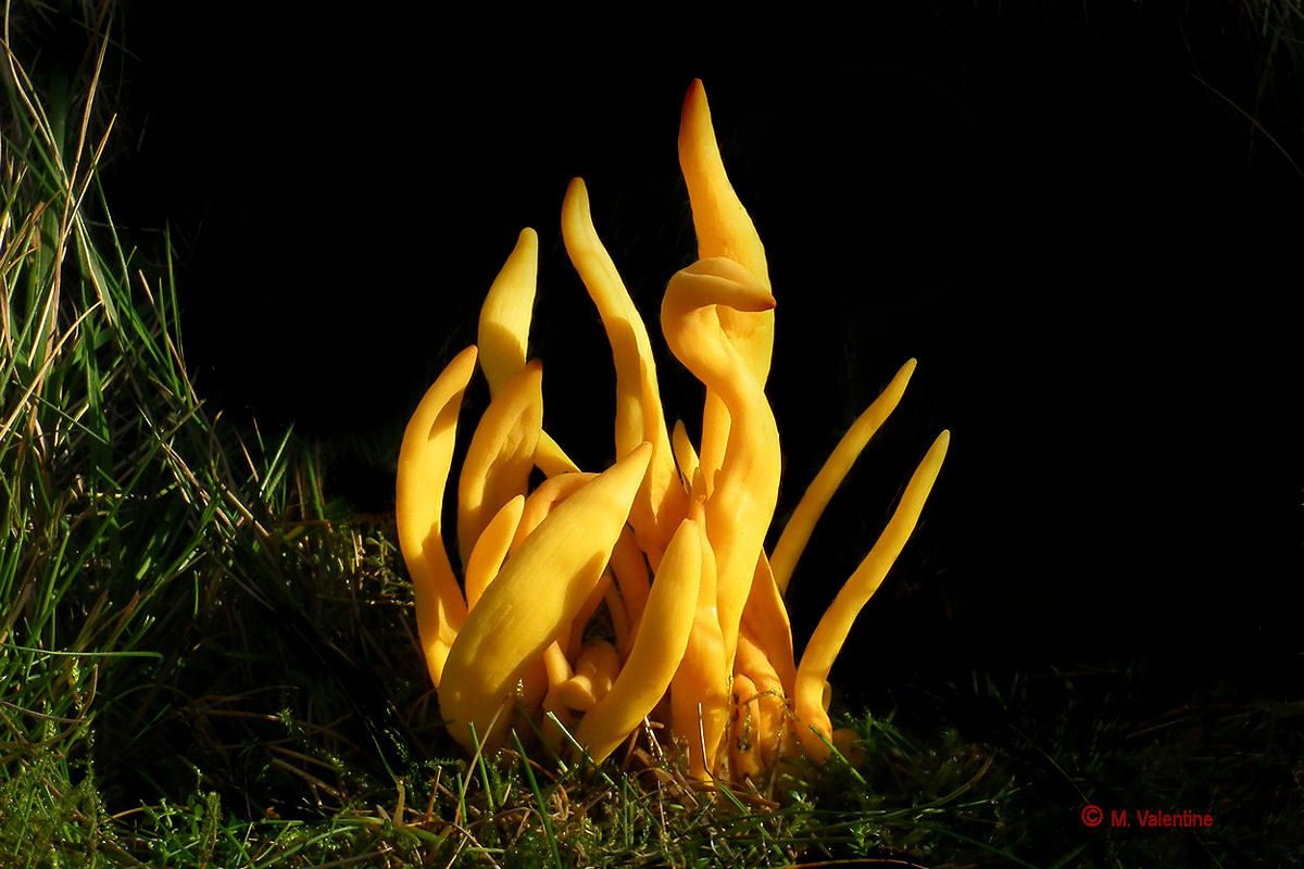 Golden Spindles - Clavulinopsis fusiformis
